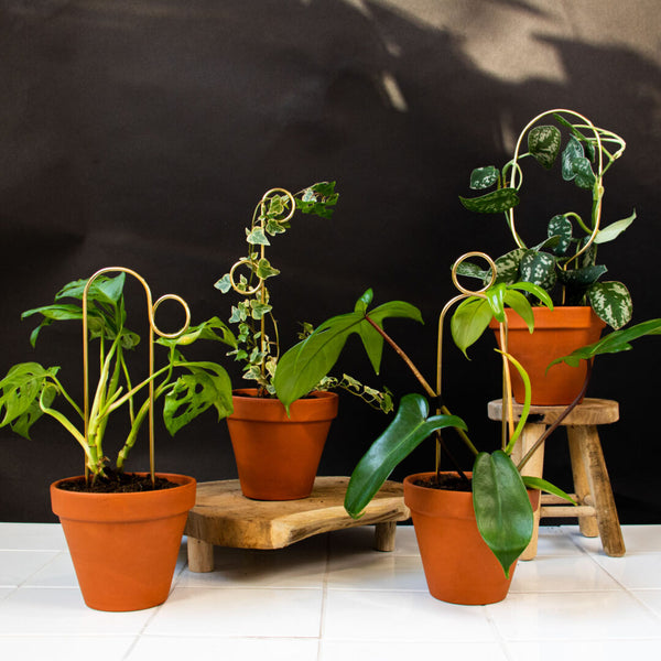 Gold Mini Plant Stakes