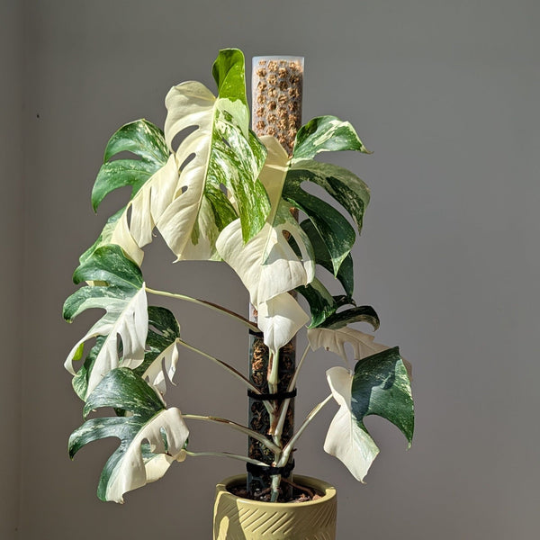 Jumbo Honeycomb Moss Pole
