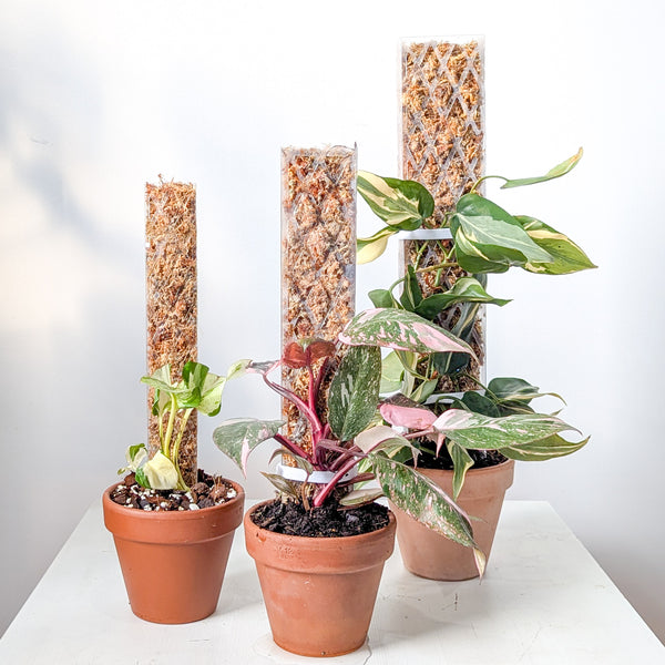 Foliata Diamond Moss Pole