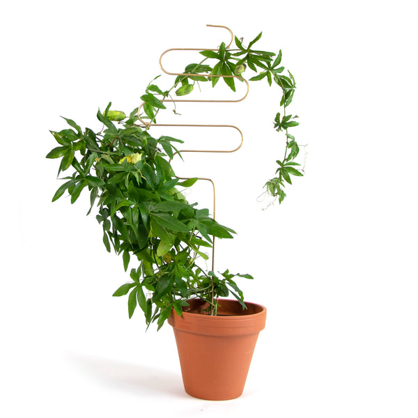 Golden Plant Stakes