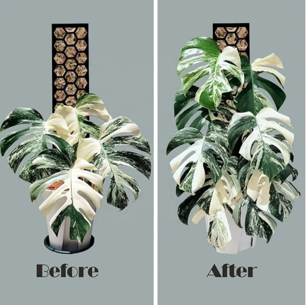 Honeycomb Moss Pole | Small