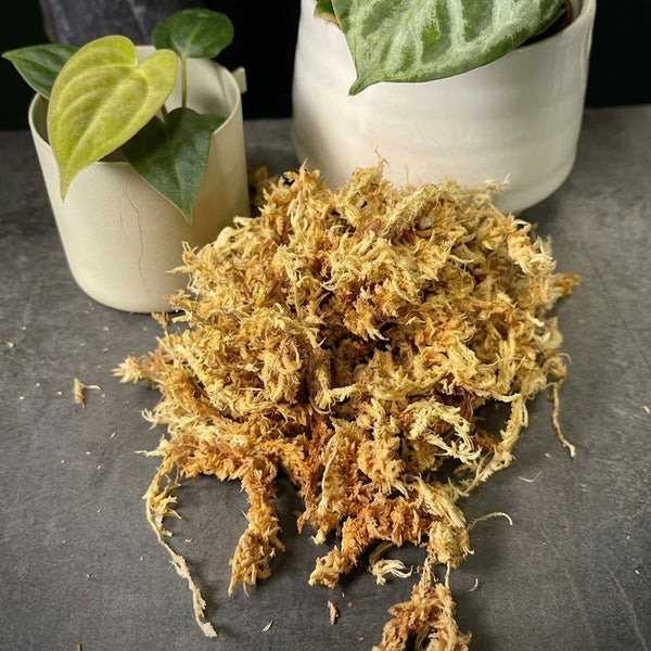 Sphagnum Moss