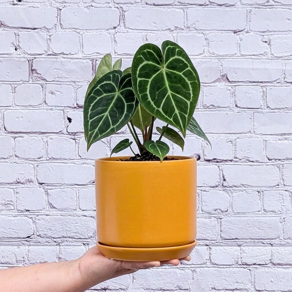 Oslo Planter Medium