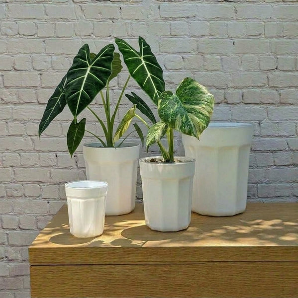 White ClearView Pot Set