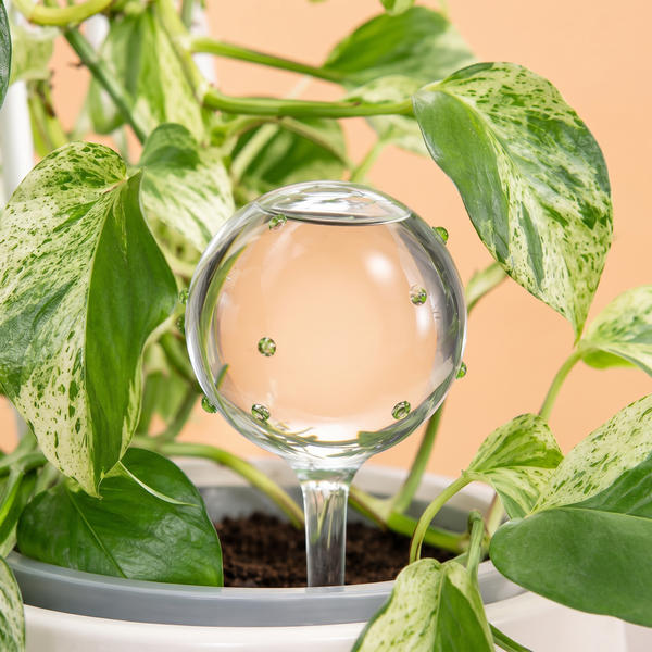 Glass Self-Watering Globes
