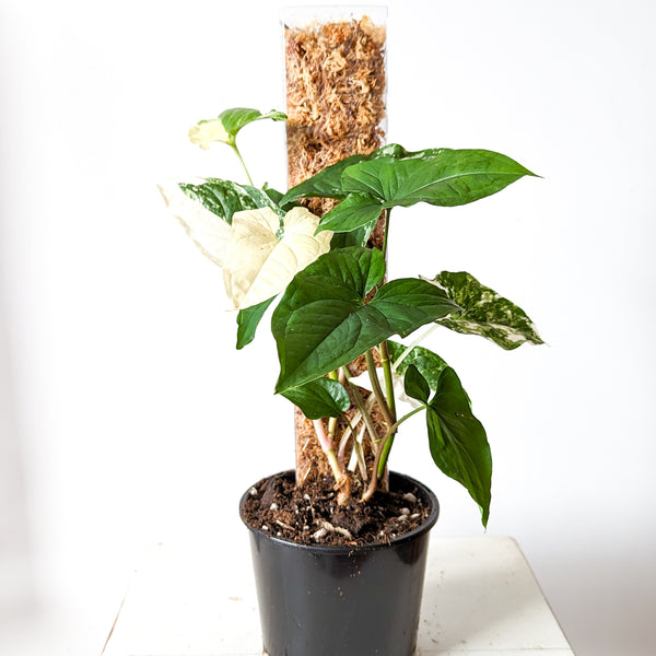 Medium Honeycomb Moss Pole