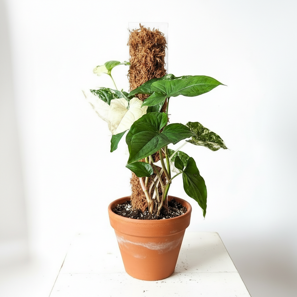 Medium Honeycomb Moss Pole