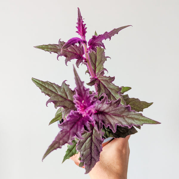Gynura 'Purple Velvet Plant'