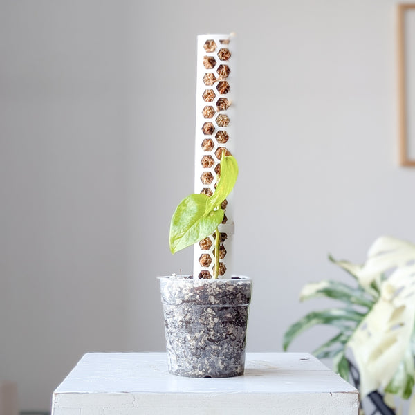 Honeycomb Moss Pole | Small