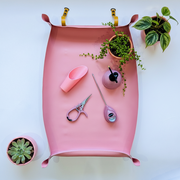 Pink Plant Parent Kit