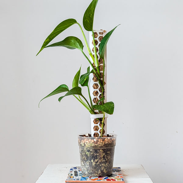 Small Honeycomb Moss Pole