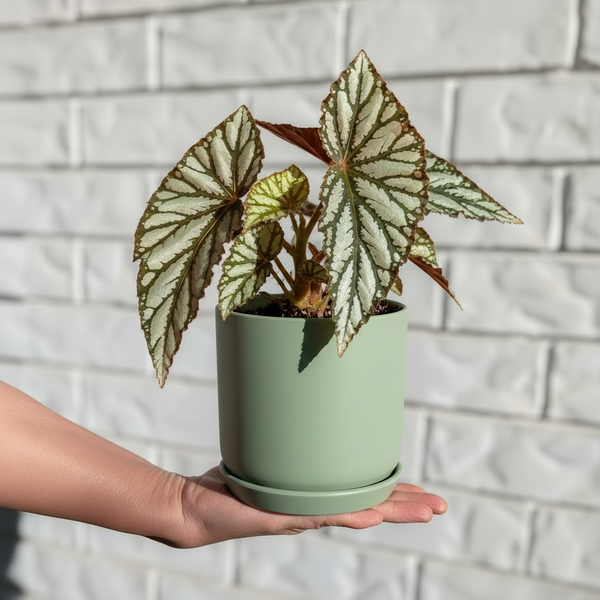 Oslo Planter