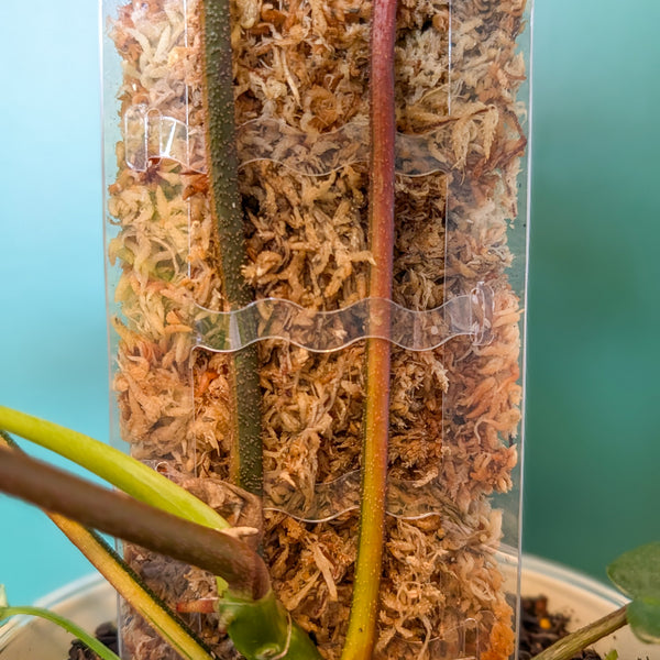 Foliata WaveFront Moss Pole