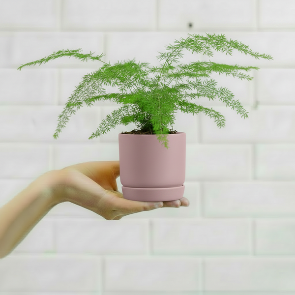 Mini Oslo Planter