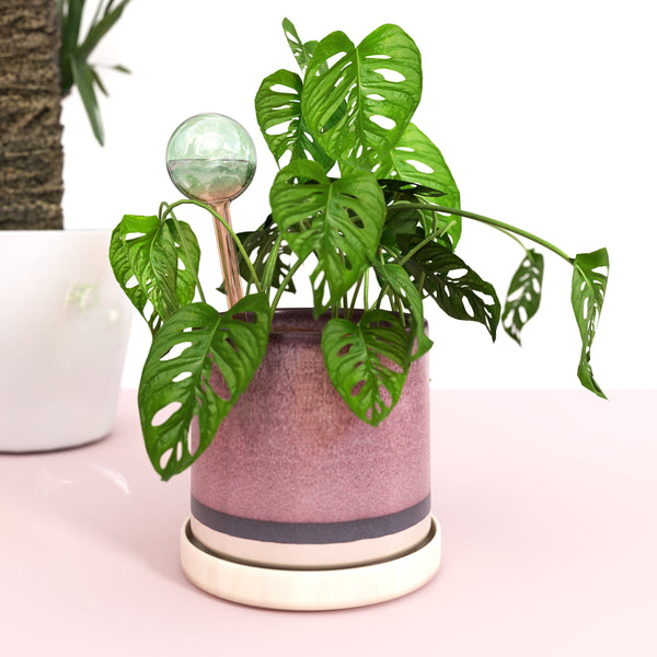 Glass Self-Watering Globes