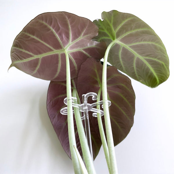 Leafy Stem Support Hooks