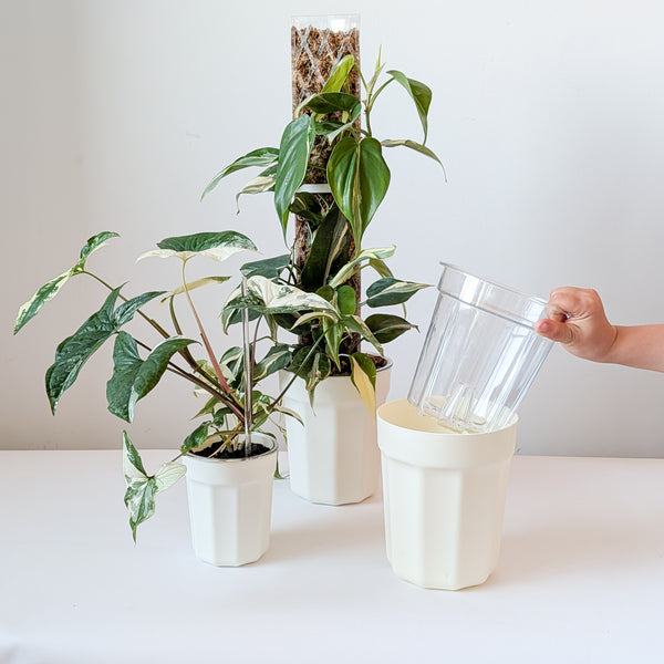 Foliata ClearVIew Pot Set in White with clear inner pot