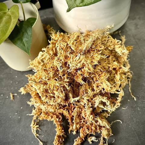 Sphagnum Moss