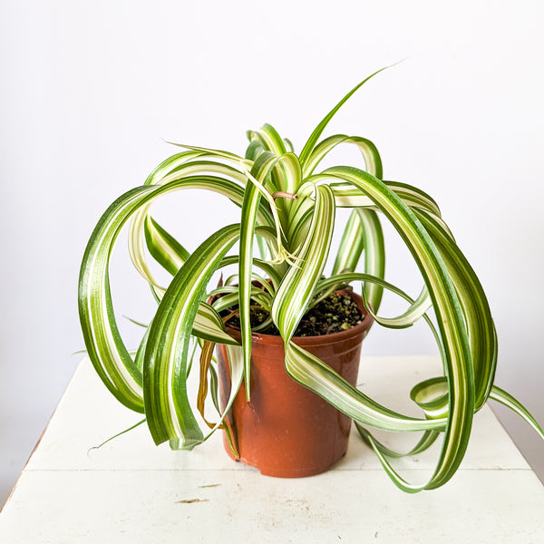 Curly Spider Plants, Chlorophytum comosum 'Bonnie' — The Tender Gardener